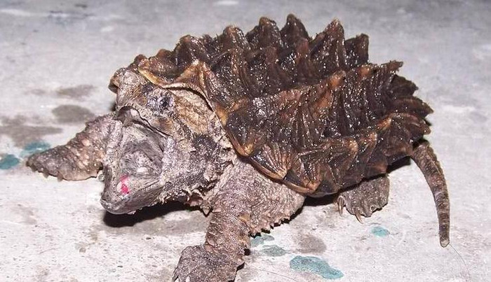 家里不得养的十大凶龟会毁一生【家里养鳄龟好吗】