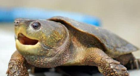 家里不得养的十大凶龟会毁一生【家里养鳄龟好吗】