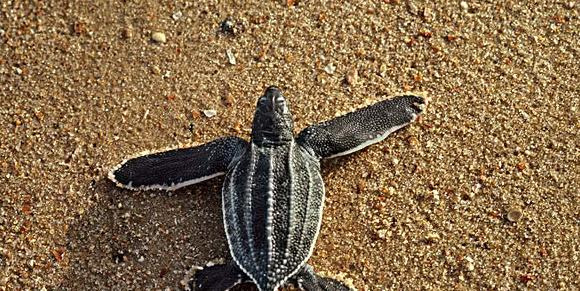 家里不得养的十大凶龟会毁一生【家里养鳄龟好吗】