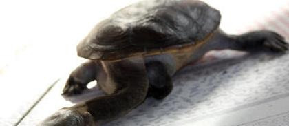 家里不得养的十大凶龟会毁一生【家里养鳄龟好吗】