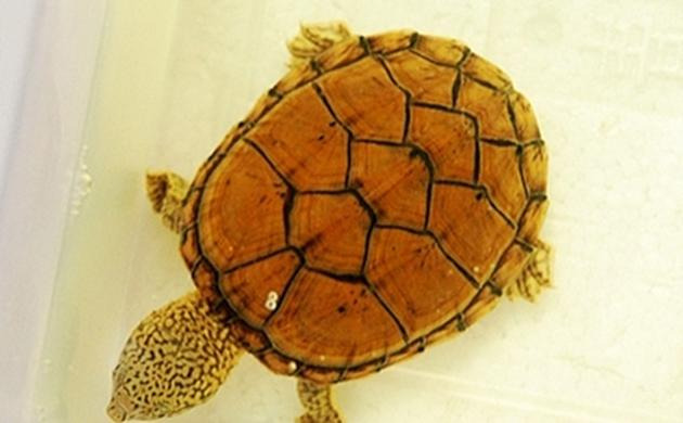 家里不得养的十大凶龟会毁一生【家里养鳄龟好吗】