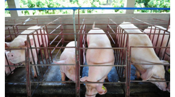 鸡和猪的关系【猪与鸡的关系】