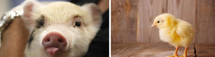 鸡和猪的关系【猪与鸡的关系】