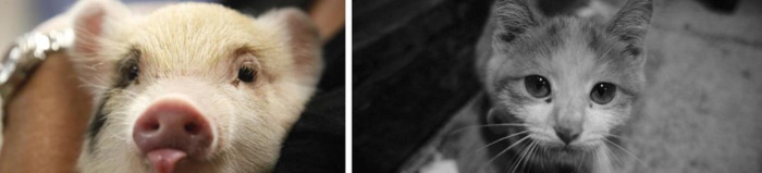 鸡和猪的关系【猪与鸡的关系】