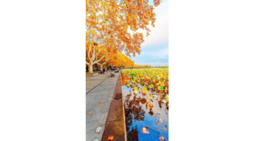 一叶而知秋作文记叙文【一叶知秋作文400字】