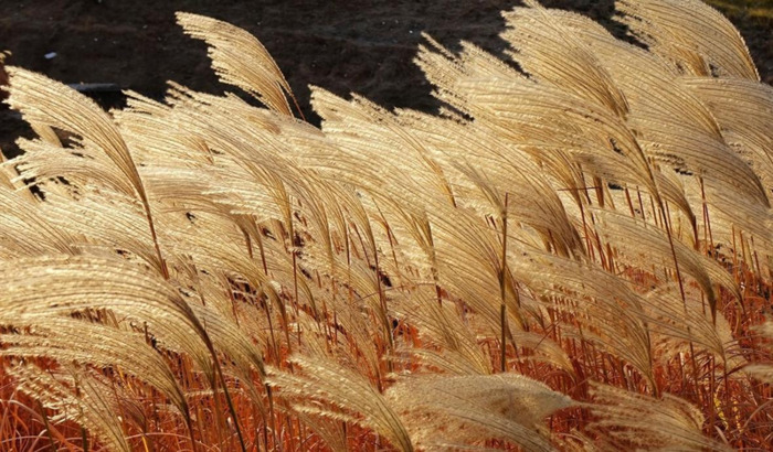 一叶而知秋作文记叙文【一叶知秋作文400字】