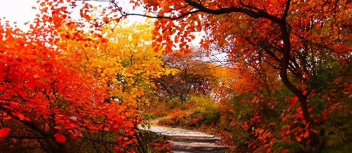 一叶而知秋作文记叙文【一叶知秋作文400字】