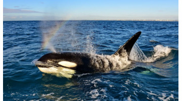 虎鲸的眼睛到底在哪里【虎鲸的眼睛能看到东西吗】