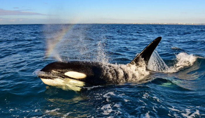 虎鲸的眼睛到底在哪里【虎鲸的眼睛能看到东西吗】