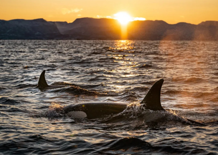 虎鲸的眼睛到底在哪里【虎鲸的眼睛能看到东西吗】