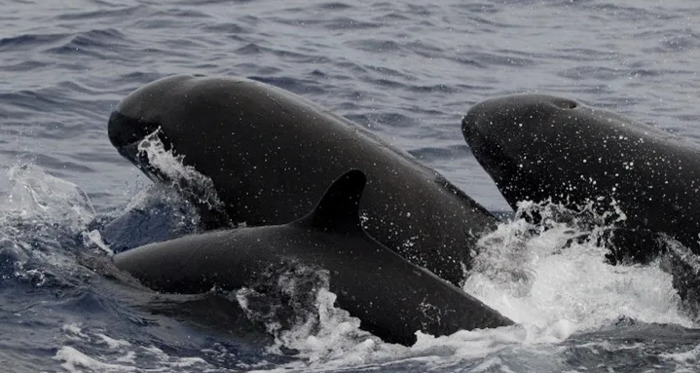 虎鲸的眼睛到底在哪里【虎鲸的眼睛能看到东西吗】