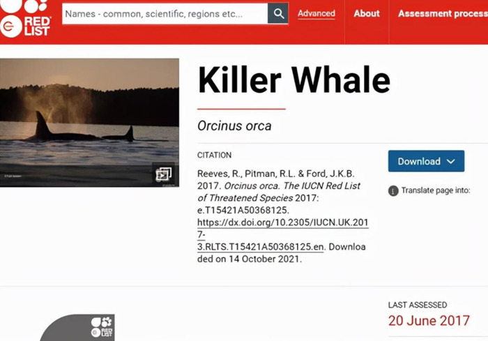 虎鲸的眼睛到底在哪里【虎鲸的眼睛能看到东西吗】