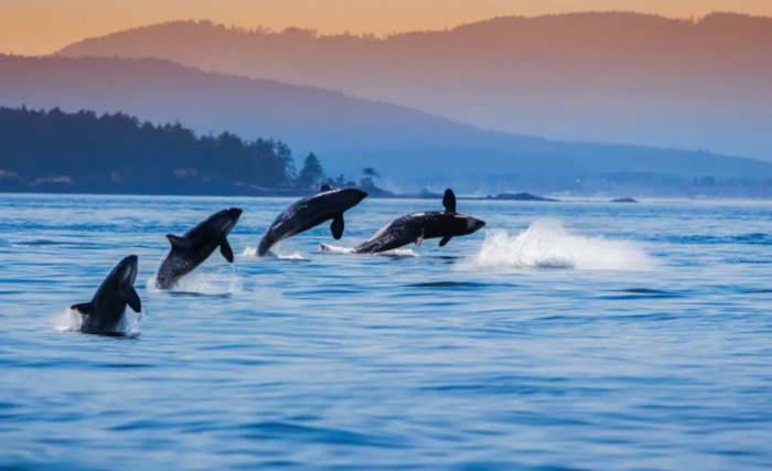 虎鲸的眼睛到底在哪里【虎鲸的眼睛能看到东西吗】