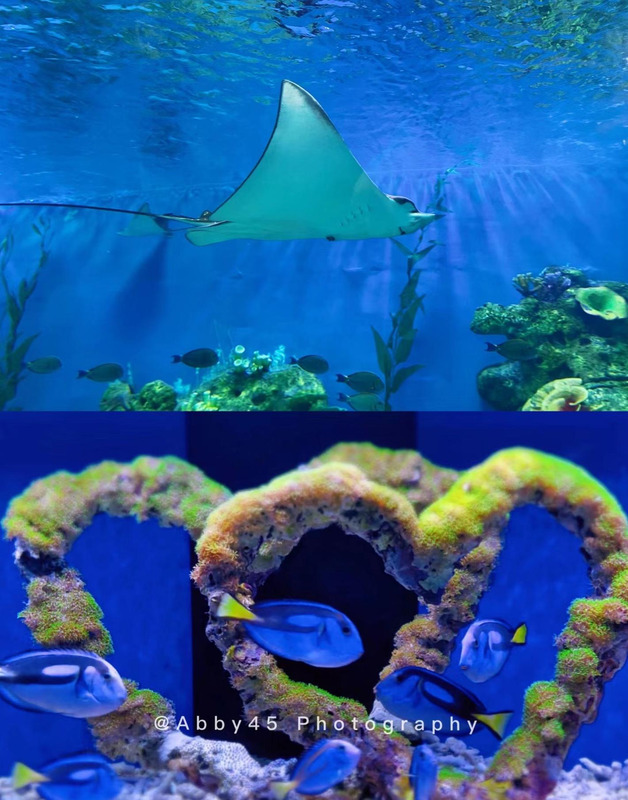 泉州欧乐堡海洋王国门票可以退票【泉州欧乐堡海洋王国门票哪里买便宜】