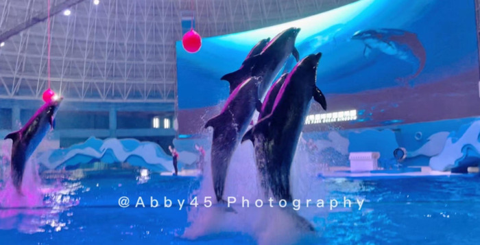 泉州欧乐堡海洋王国门票可以退票【泉州欧乐堡海洋王国门票哪里买便宜】