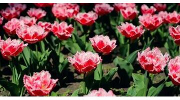 好人有好报的名言名句用日语【好人有好报的名言名句英文】