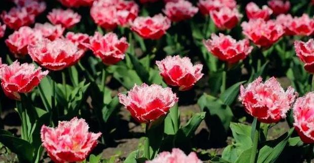 好人有好报的名言名句用日语【好人有好报的名言名句英文】