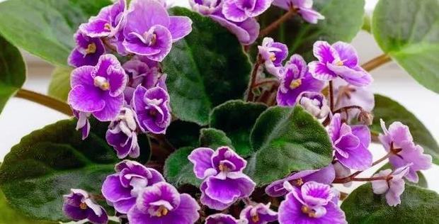 好人有好报的名言名句用日语【好人有好报的名言名句英文】