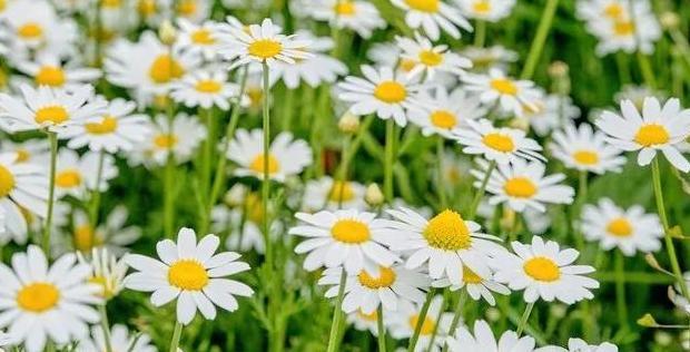 好人有好报的名言名句用日语【好人有好报的名言名句英文】