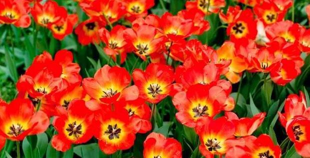 好人有好报的名言名句用日语【好人有好报的名言名句英文】