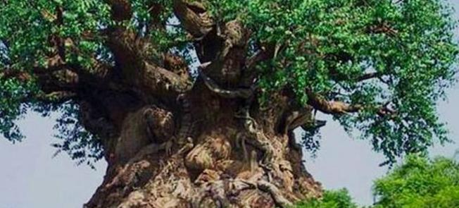 迪士尼标志性动物【迪士尼标志的含义】