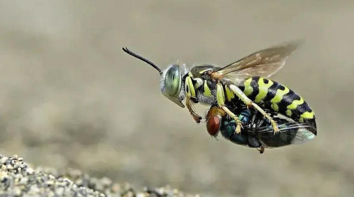 中心构图法图片【中心构图法的特点】