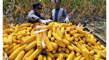 95油价最新消息今日【赤峰油价最新消息今日】