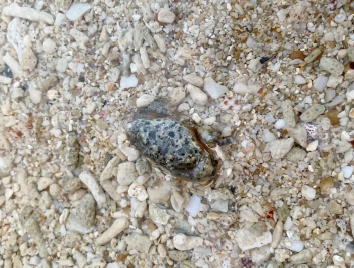 komorebi钢琴谱完整版数字谱【komorebi钢琴谱完整版bilibili】