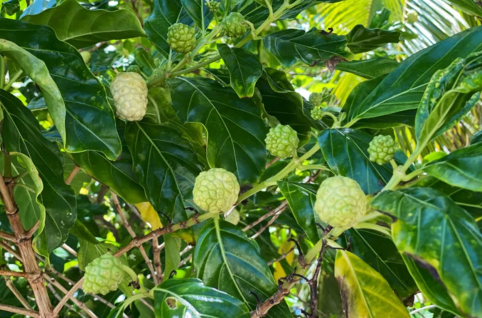 komorebi钢琴谱完整版数字谱【komorebi钢琴谱完整版bilibili】