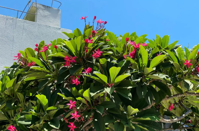 komorebi钢琴谱完整版数字谱【komorebi钢琴谱完整版bilibili】