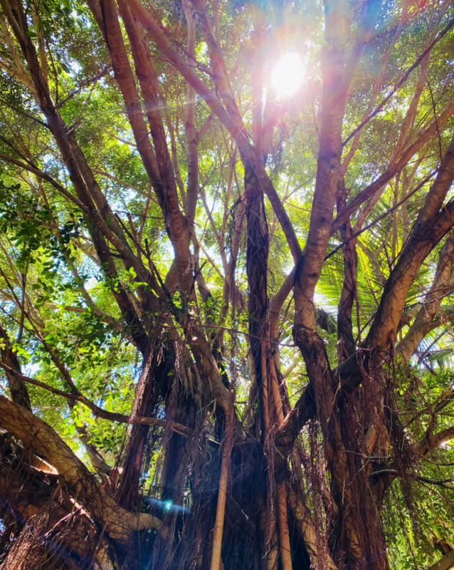 komorebi钢琴谱完整版数字谱【komorebi钢琴谱完整版bilibili】