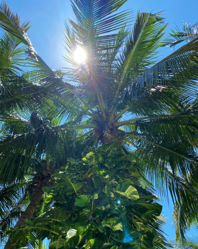 komorebi钢琴谱完整版数字谱【komorebi钢琴谱完整版bilibili】