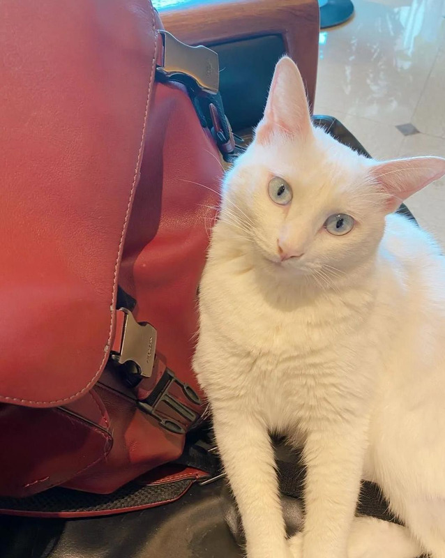 komorebi钢琴谱完整版数字谱【komorebi钢琴谱完整版bilibili】