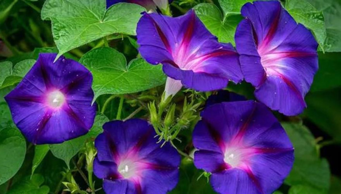 牵牛花简笔画图片大全【牵牛花简笔画图片大全 彩色】