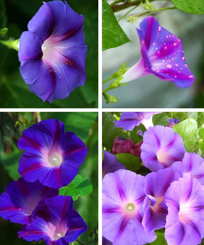 牵牛花简笔画图片大全【牵牛花简笔画图片大全 彩色】