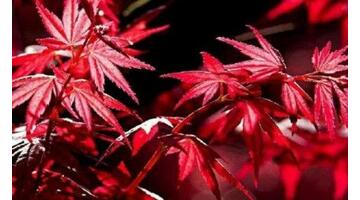 有关寒露的句子【关于寒露的短句】