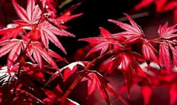 有关寒露的句子【关于寒露的短句】