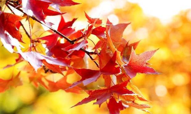 有关寒露的句子【关于寒露的短句】