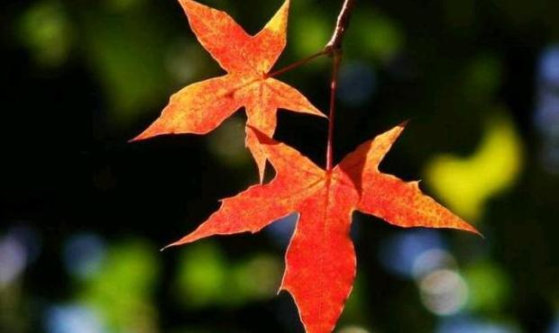 有关寒露的句子【关于寒露的短句】