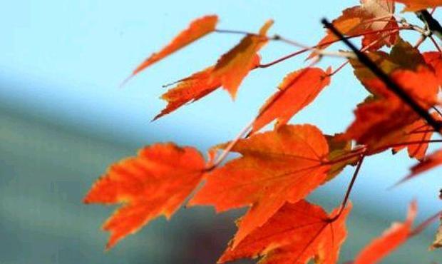 有关寒露的句子【关于寒露的短句】