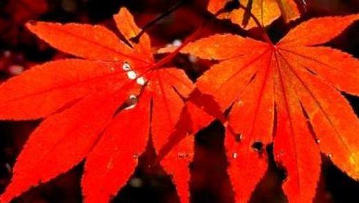 有关寒露的句子【关于寒露的短句】