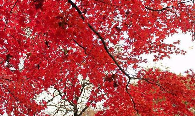 有关寒露的句子【关于寒露的短句】