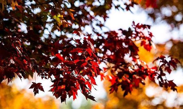 有关寒露的句子【关于寒露的短句】