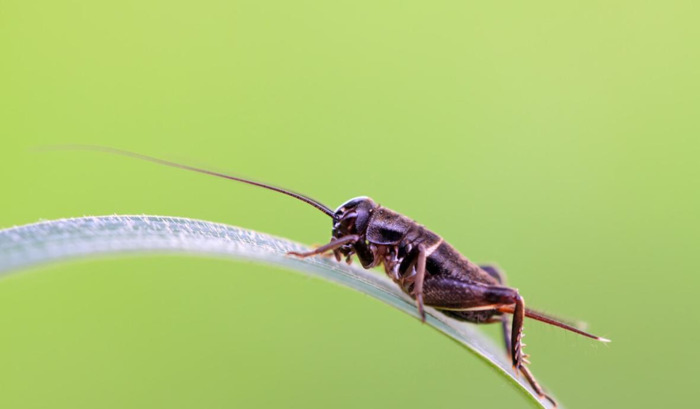 秋可以组什么偏旁【秋可以怎么组词】