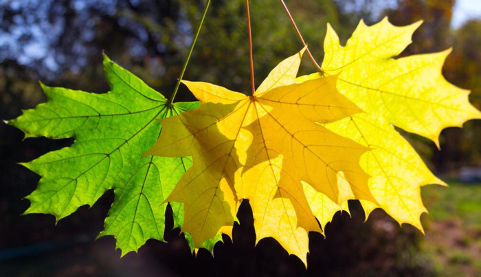 秋可以组什么偏旁【秋可以怎么组词】