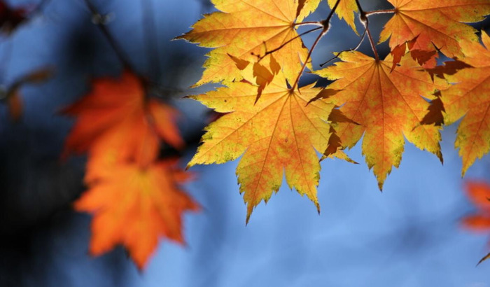 秋可以组什么偏旁【秋可以怎么组词】