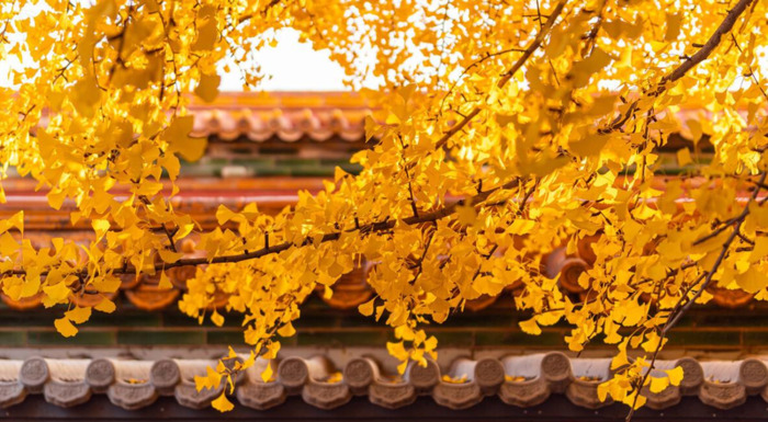 秋可以组什么偏旁【秋可以怎么组词】