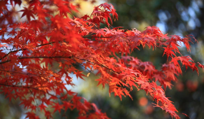 秋可以组什么偏旁【秋可以怎么组词】