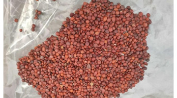 太子参多少钱一克【太子参的价格】