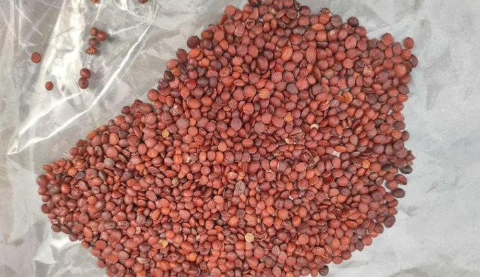 太子参多少钱一克【太子参的价格】